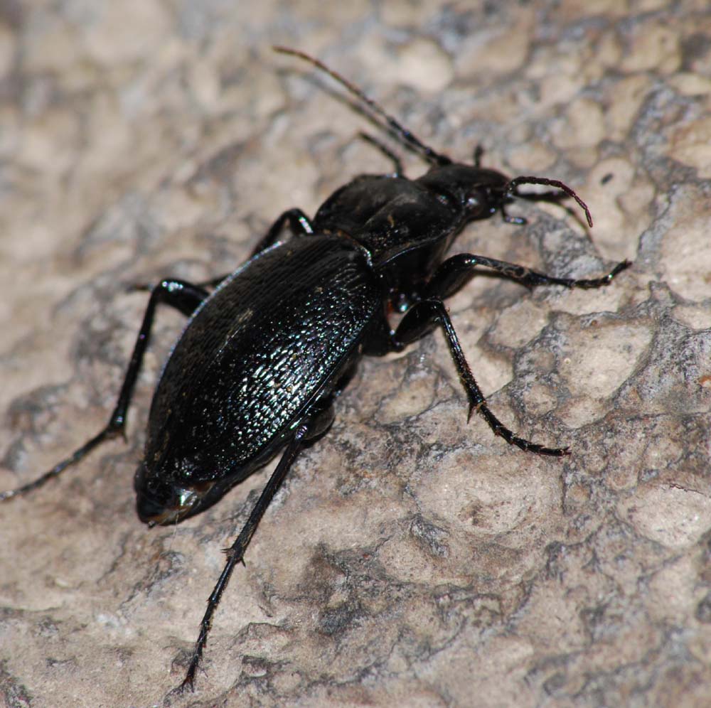 Carabus (Eurycarabus) genei Gen 1839